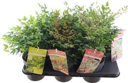 Горшечные цветы и растения оптом Nandina Domestica от 6шт из Голландии с доставкой по России