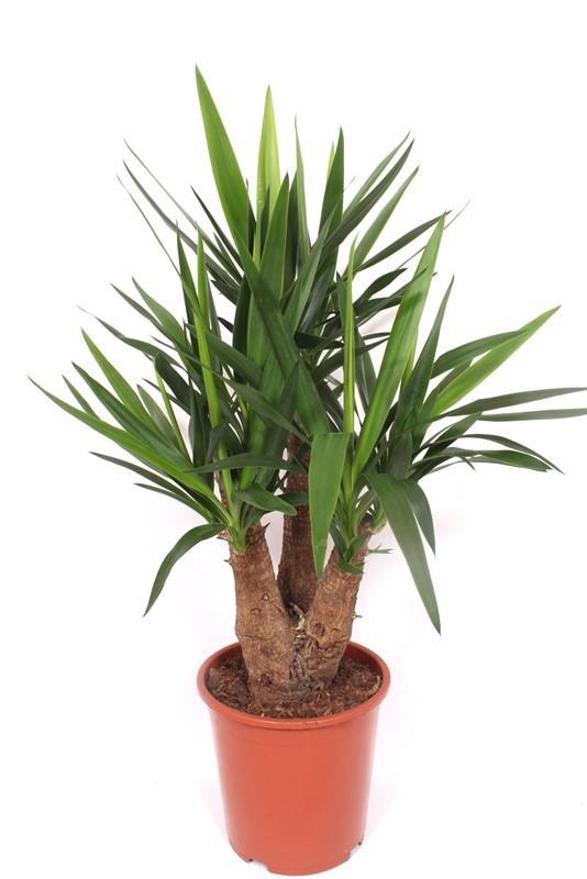 Горшечные цветы и растения оптом Yucca Branched 2+ от 1шт из Голландии с доставкой по России