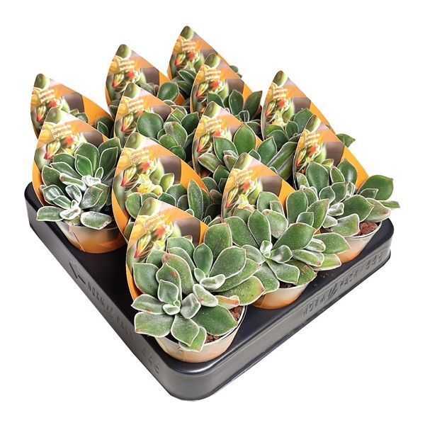 Горшечные цветы и растения оптом Echeveria Pulvinata Potcover от 12шт из Голландии с доставкой по России