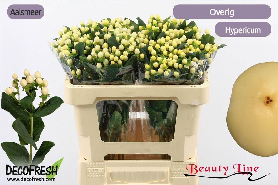 Срезанные цветы оптом Hypericum brisk vanilla от 75шт из Голландии с доставкой по России