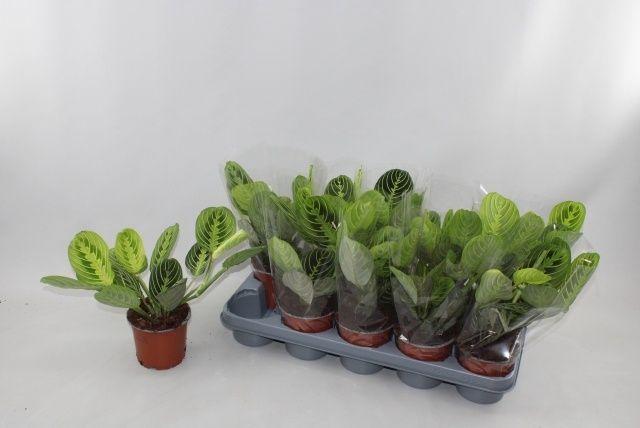 Горшечные цветы и растения оптом Maranta Lemon от 10шт из Голландии с доставкой по России