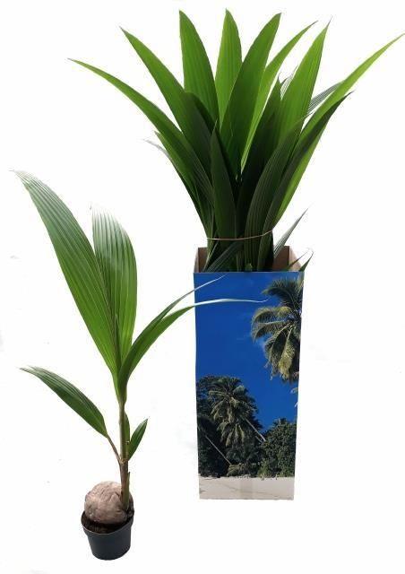 Горшечные цветы и растения оптом Cocos Nucifera от 8шт из Голландии с доставкой по России