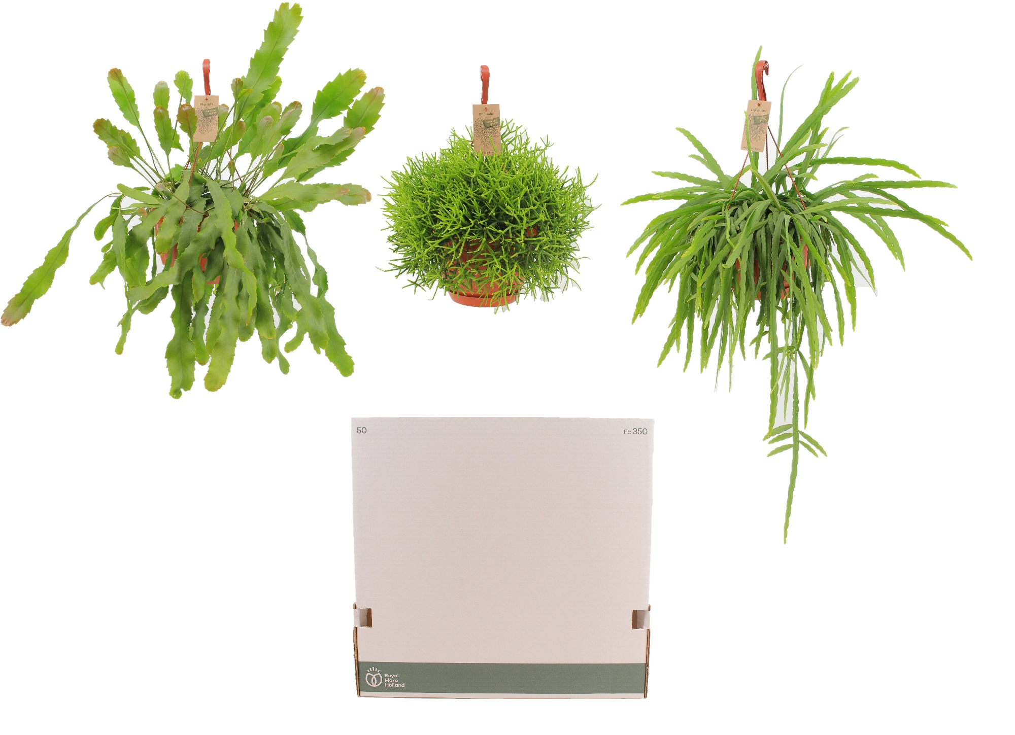 Горшечные цветы и растения оптом Rhipsalis Gem от 3шт из Голландии с доставкой по России