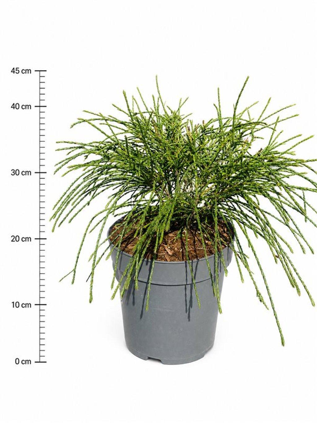 Горшечные цветы и растения оптом Thuja Plic Whipcord от 1шт из Голландии с доставкой по России