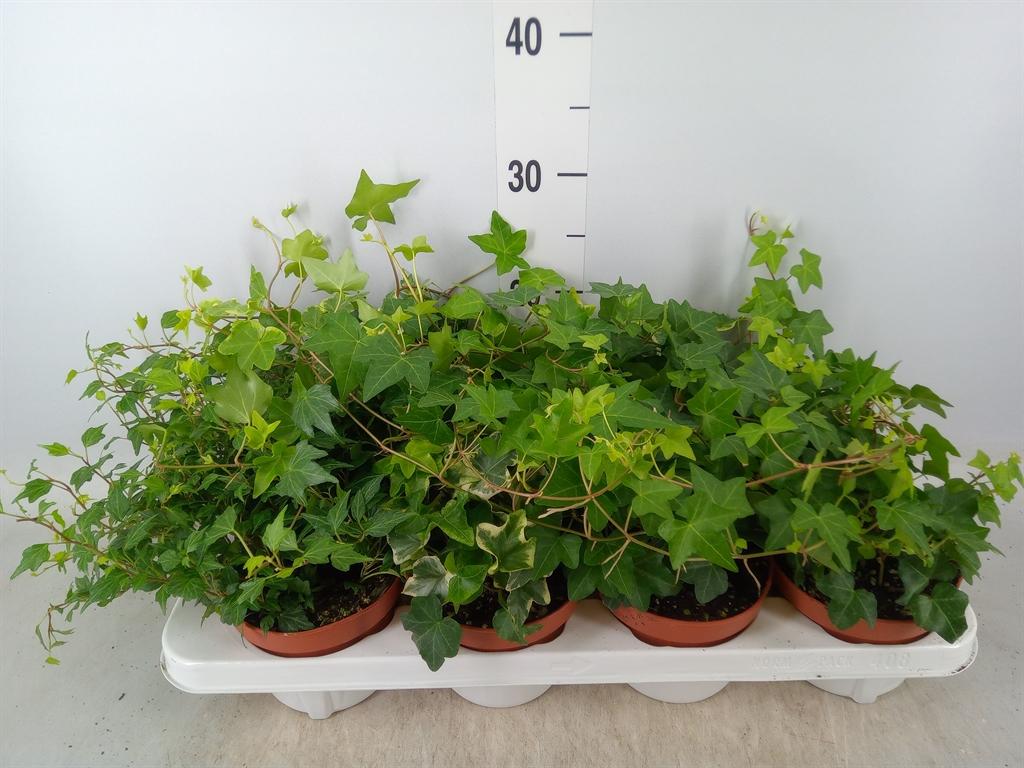 Горшечные цветы и растения оптом Hedera Mix от 8шт из Голландии с доставкой по России