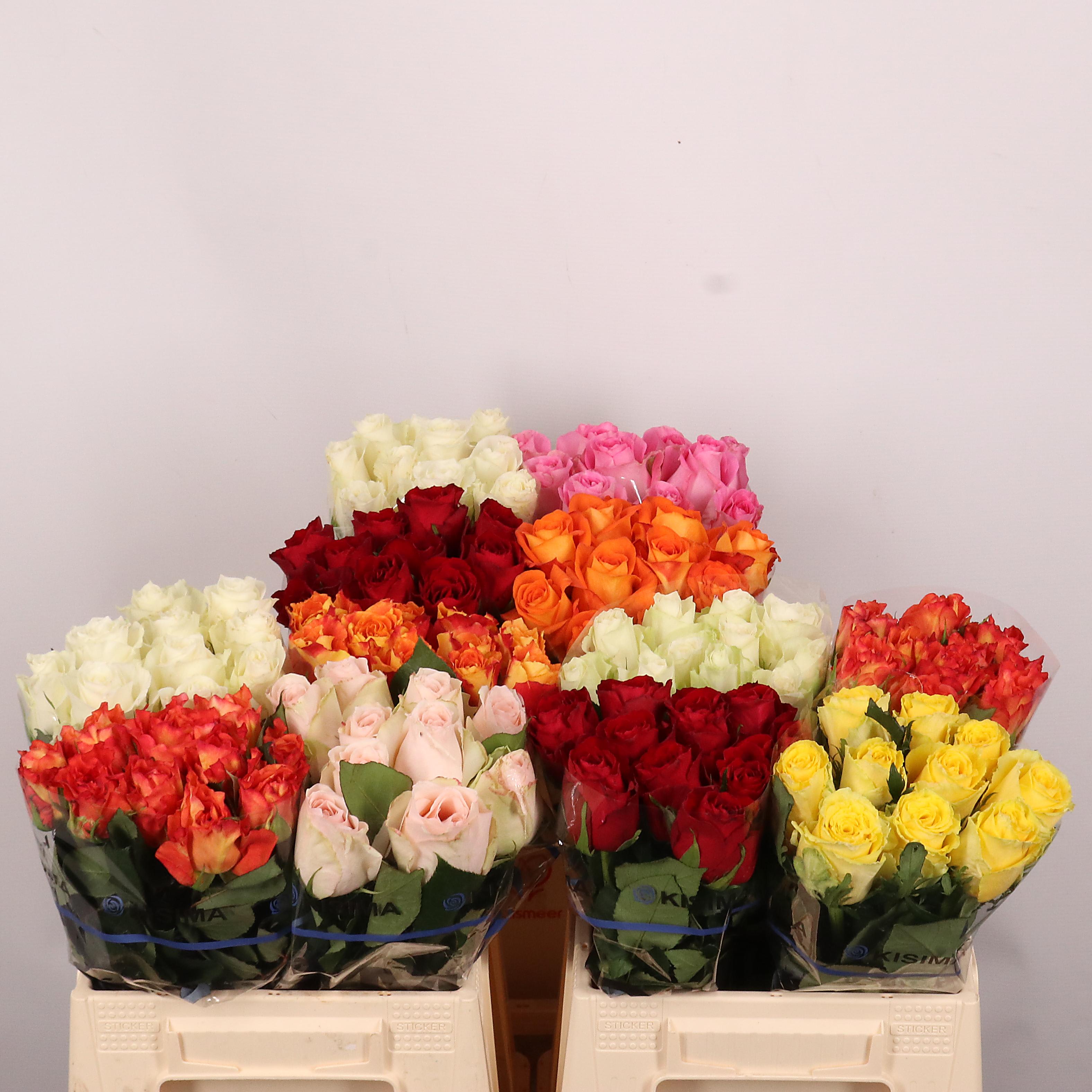 Срезанные цветы оптом Rosa large mix in bucket от 50шт из Голландии с доставкой по России