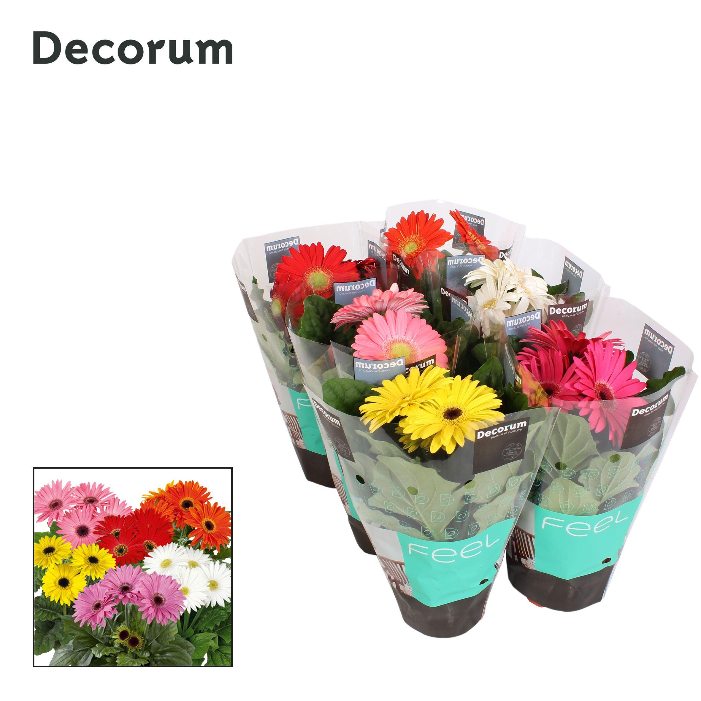 Горшечные цветы и растения оптом Gerbera Mix 2+ (decorum) от 10шт (для телеги) из Голландии с доставкой по России