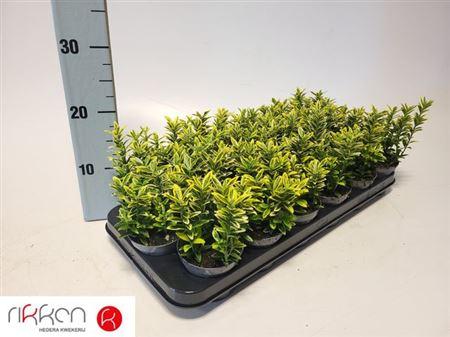 Горшечные цветы и растения оптом Euonymus Ja M Aureov от 18шт (для телеги) из Голландии с доставкой по России