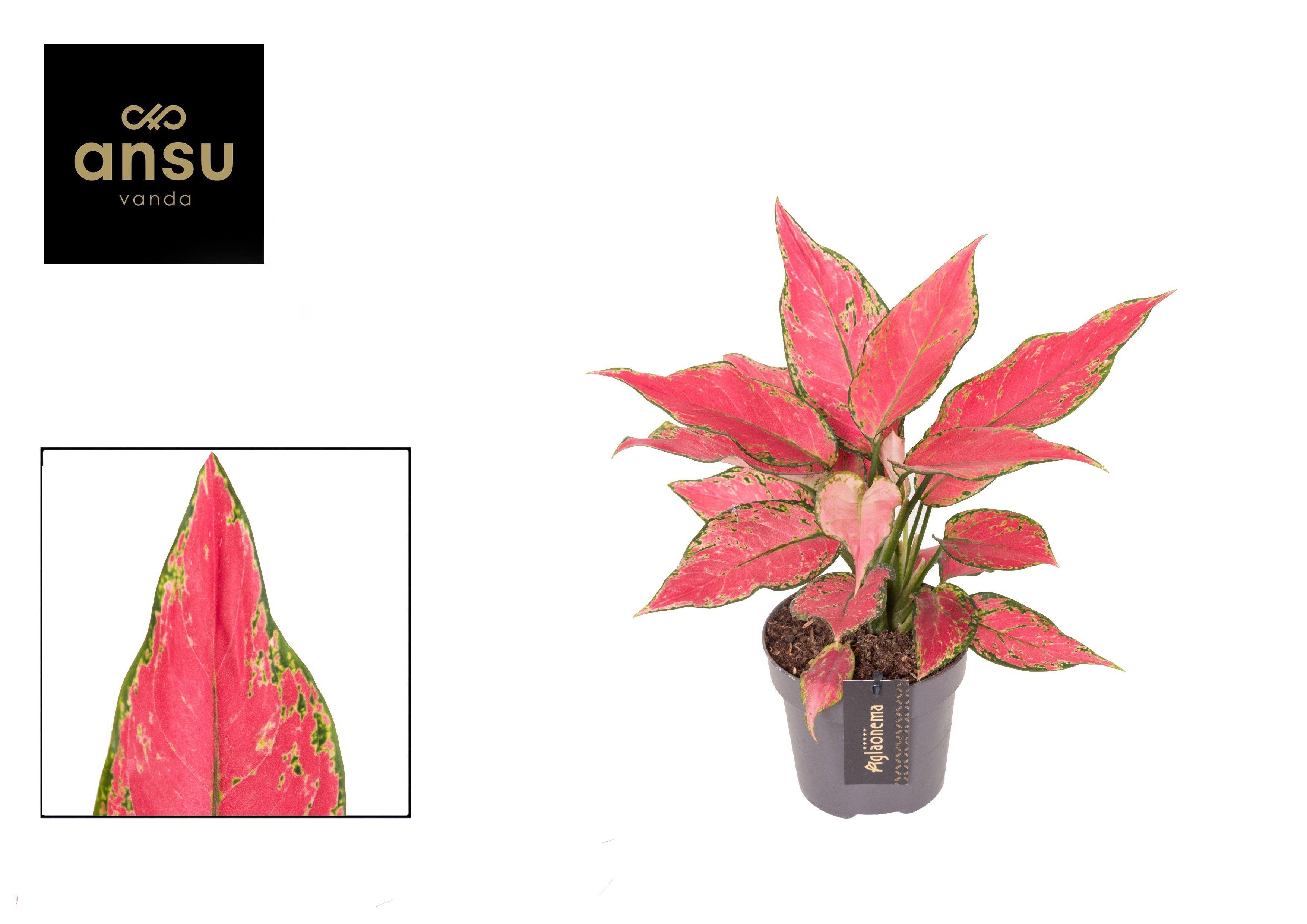 Горшечные цветы и растения оптом Aglaonema Cherry Baby от 6шт из Голландии с доставкой по России