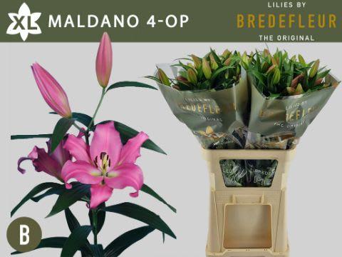 Срезанные цветы оптом Lilium or maldano A от 60шт из Голландии с доставкой по России