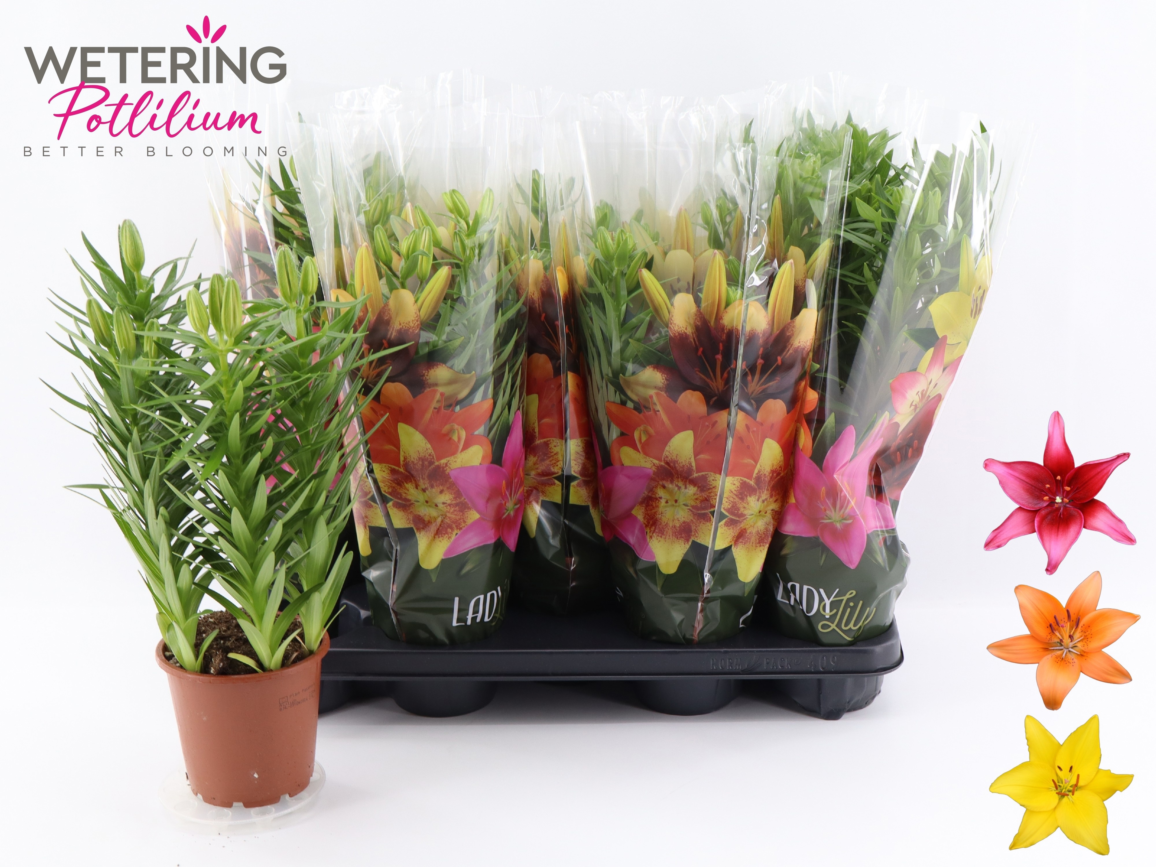 Горшечные цветы и растения оптом Lil As Gem от 9шт из Голландии с доставкой по России