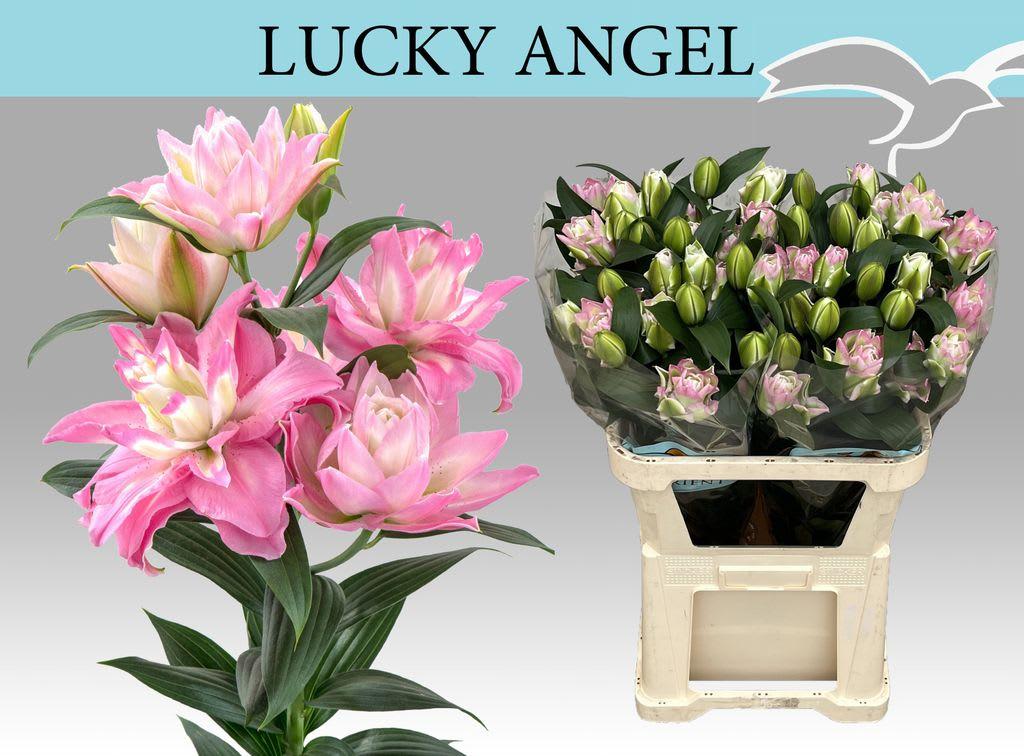 Срезанные цветы оптом Lilium or dbl lucky angel от 20шт из Голландии с доставкой по России