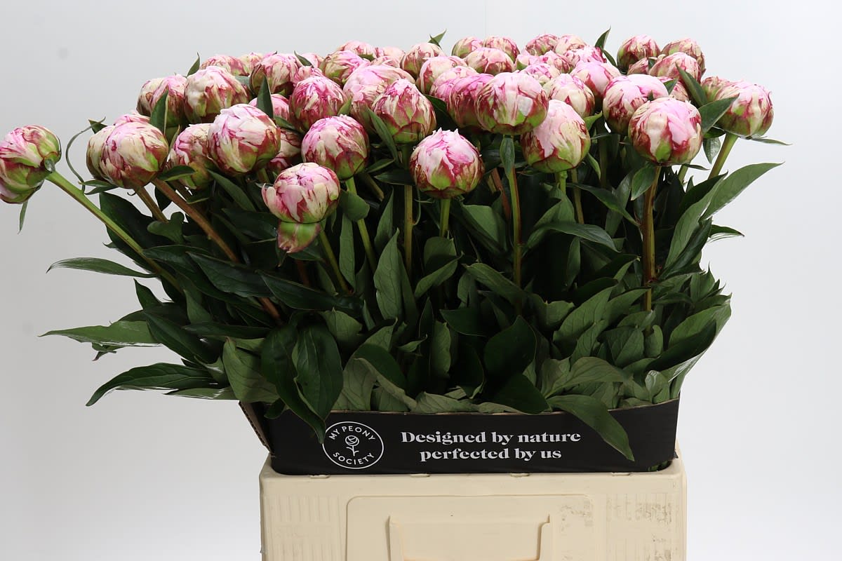 Срезанные цветы оптом Paeonia sarah bernhardt от 80шт из Голландии с доставкой по России