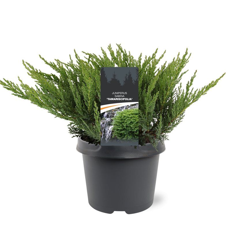 Горшечные цветы и растения оптом Juniperus Sab Tamariscifolia от 1шт из Голландии с доставкой по России