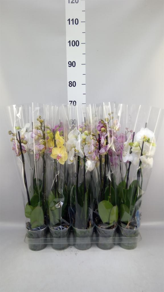 Горшечные цветы и растения оптом Phalaenopsis ...mix 5 от 10шт из Голландии с доставкой по России