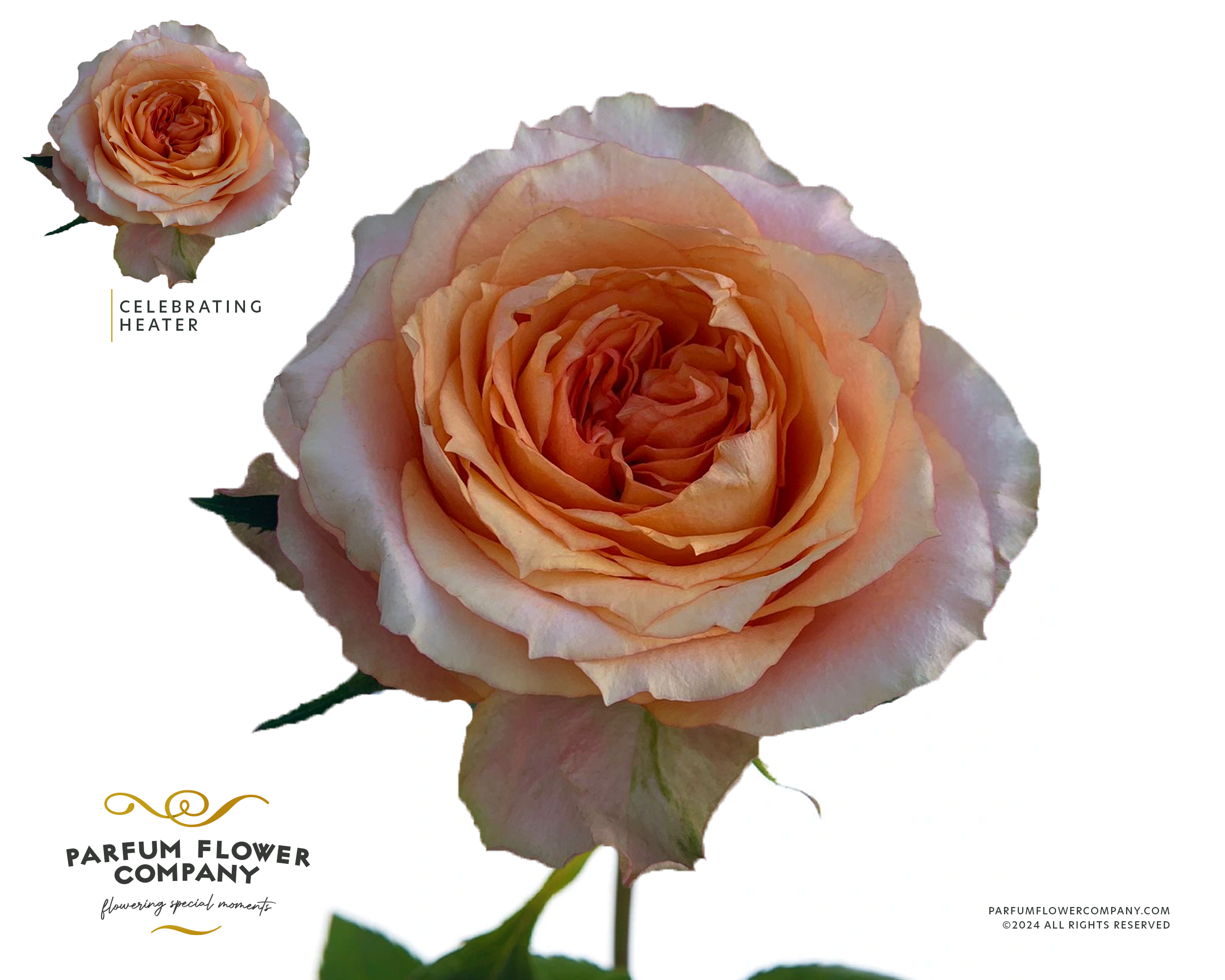 Срезанные цветы оптом Rosa la other от 18шт из Голландии с доставкой по России
