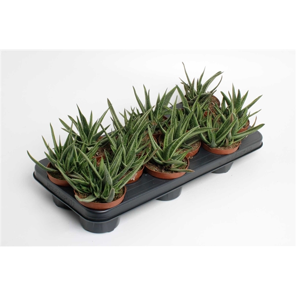 Горшечные цветы и растения оптом Gasteria Doreen от 12шт из Голландии с доставкой по России