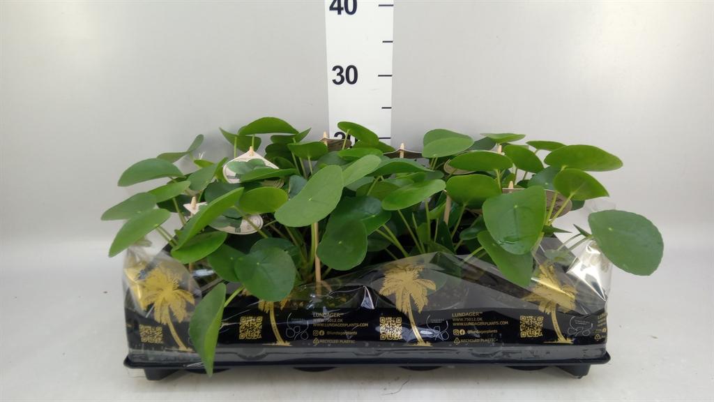 Горшечные цветы и растения оптом Pilea Peperomioides от 8шт из Голландии с доставкой по России