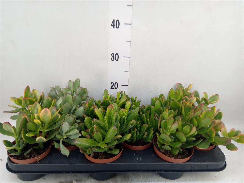 Горшечные цветы и растения оптом Crassula   ...mix от 12шт из Голландии с доставкой по России