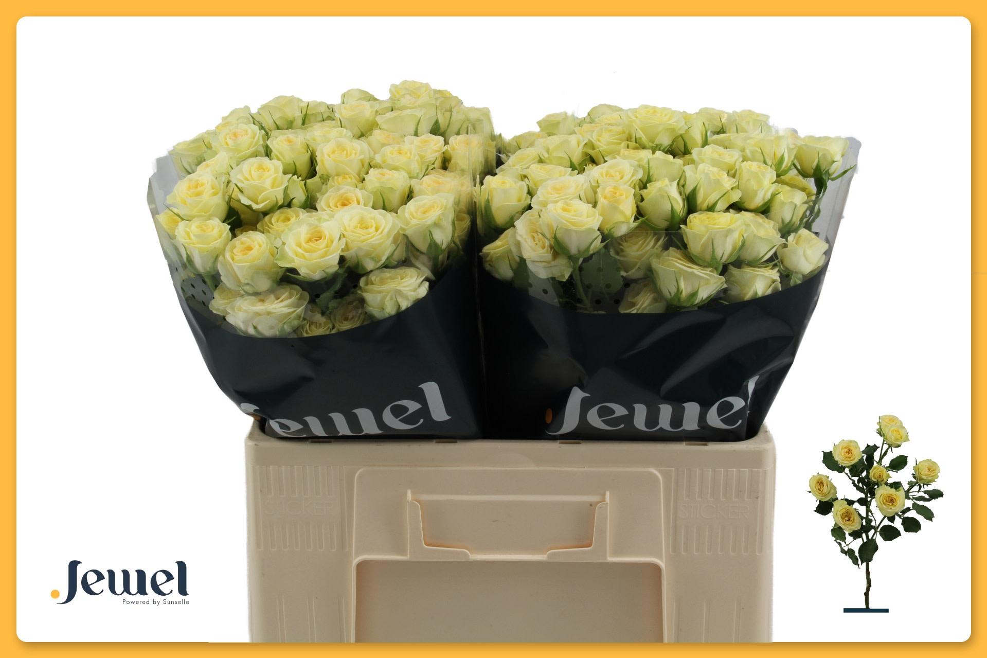 Срезанные цветы оптом Rosa spray wedding invite от 50шт из Голландии с доставкой по России