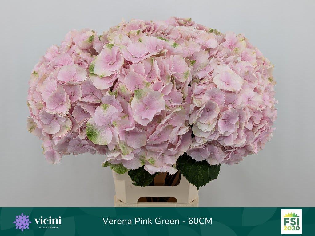 Срезанные цветы оптом Hydrangea verena от 10шт.... из Голландии с доставкой по России