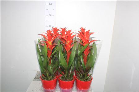 Горшечные цветы и растения оптом Guzm Allura In Rood Keramiek Pot от 6шт из Голландии с доставкой по России