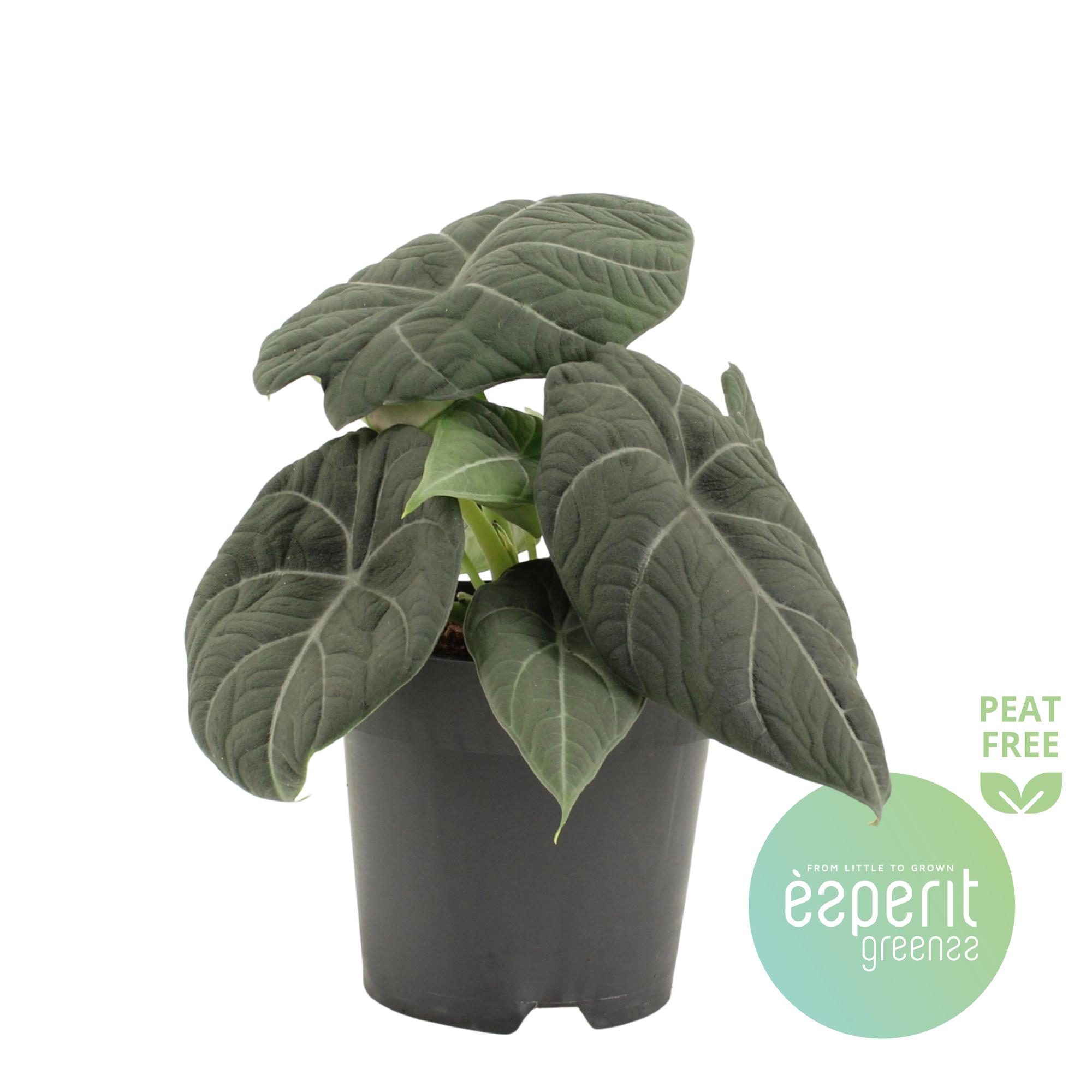 Горшечные цветы и растения оптом Alocasia Grey Dragon от 8шт (для телеги) из Голландии с доставкой по России