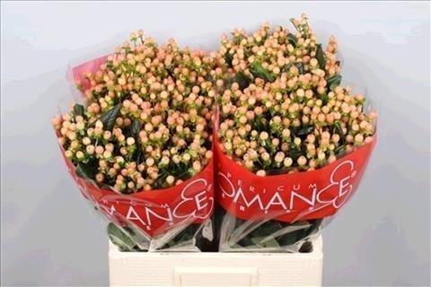 Срезанные цветы оптом Hypericum mellow romance от 100шт из Голландии с доставкой по России