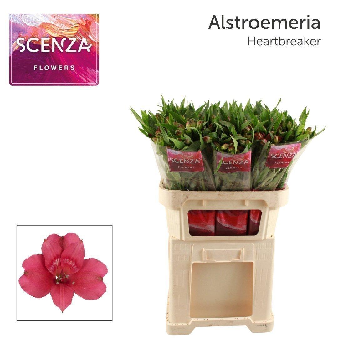 Срезанные цветы оптом Alstroemeria heartbreaker от 60шт из Голландии с доставкой по России