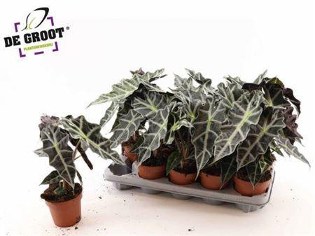 Горшечные цветы и растения оптом Alocasia Polly от 10шт (для телеги) из Голландии с доставкой по России