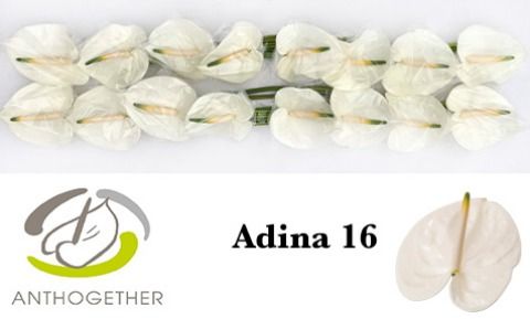 Срезанные цветы оптом Anthurium adina от 16шт из Голландии с доставкой по России