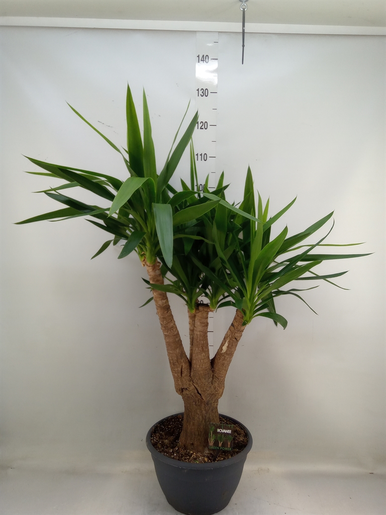 Горшечные цветы и растения оптом Yucca Elephantipes   ... от 1шт из Голландии с доставкой по России