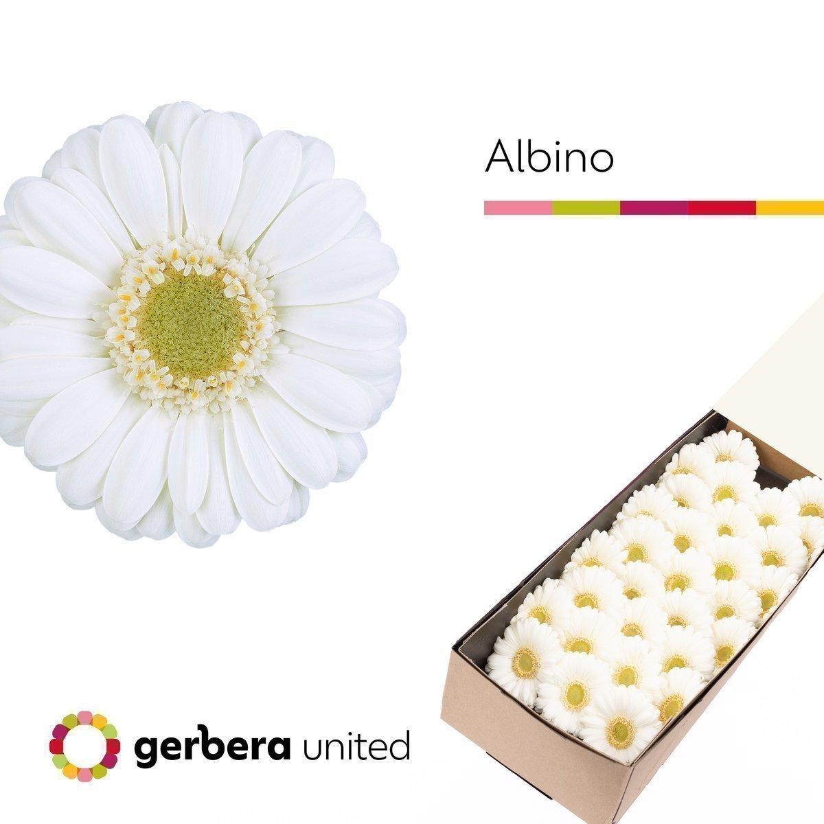 Срезанные цветы оптом Germini albino от 30шт из Голландии с доставкой по России
