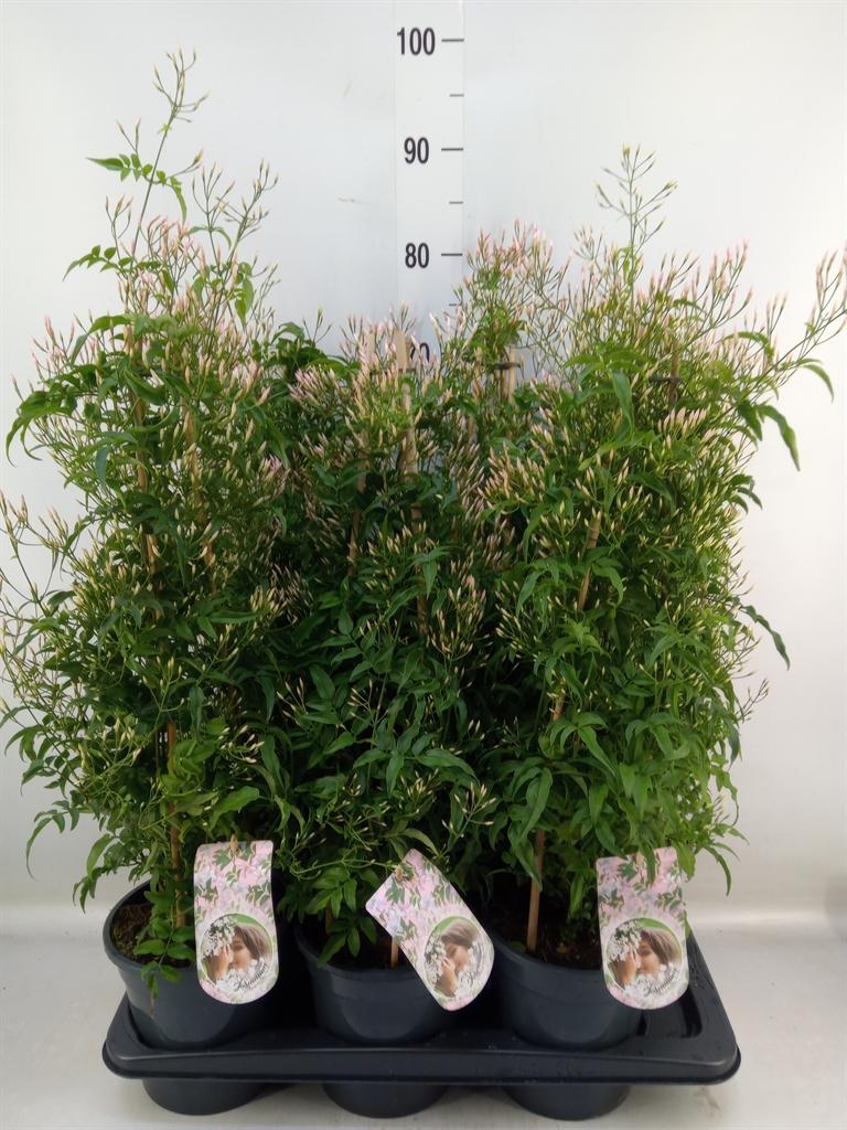 Горшечные цветы и растения оптом Jasminum Polyanthum от 6шт из Голландии с доставкой по России