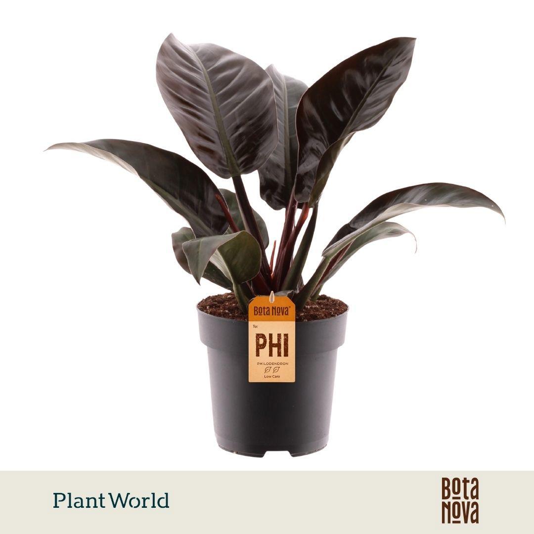 Горшечные цветы и растения оптом Philodendron Imperial Red (decorum) от 5шт из Голландии с доставкой по России