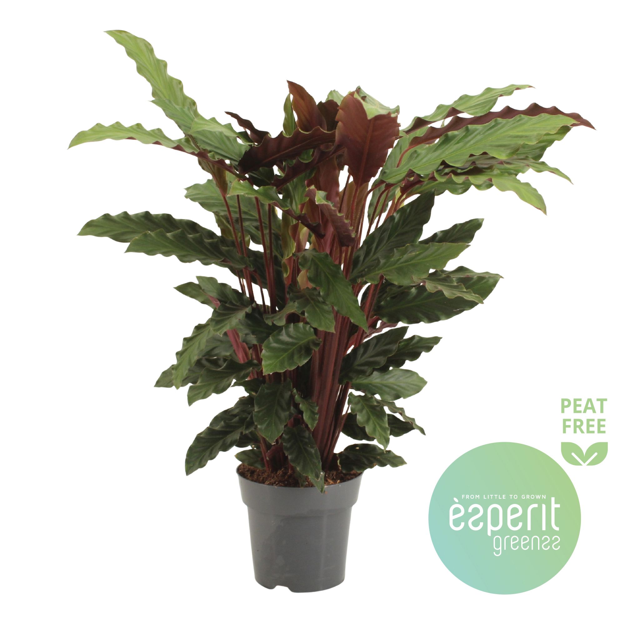 Горшечные цветы и растения оптом Calathea Rufibarba от 6шт из Голландии с доставкой по России