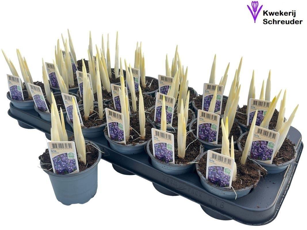Горшечные цветы и растения оптом Iris Ret Harmony от 18шт (для телеги) из Голландии с доставкой по России