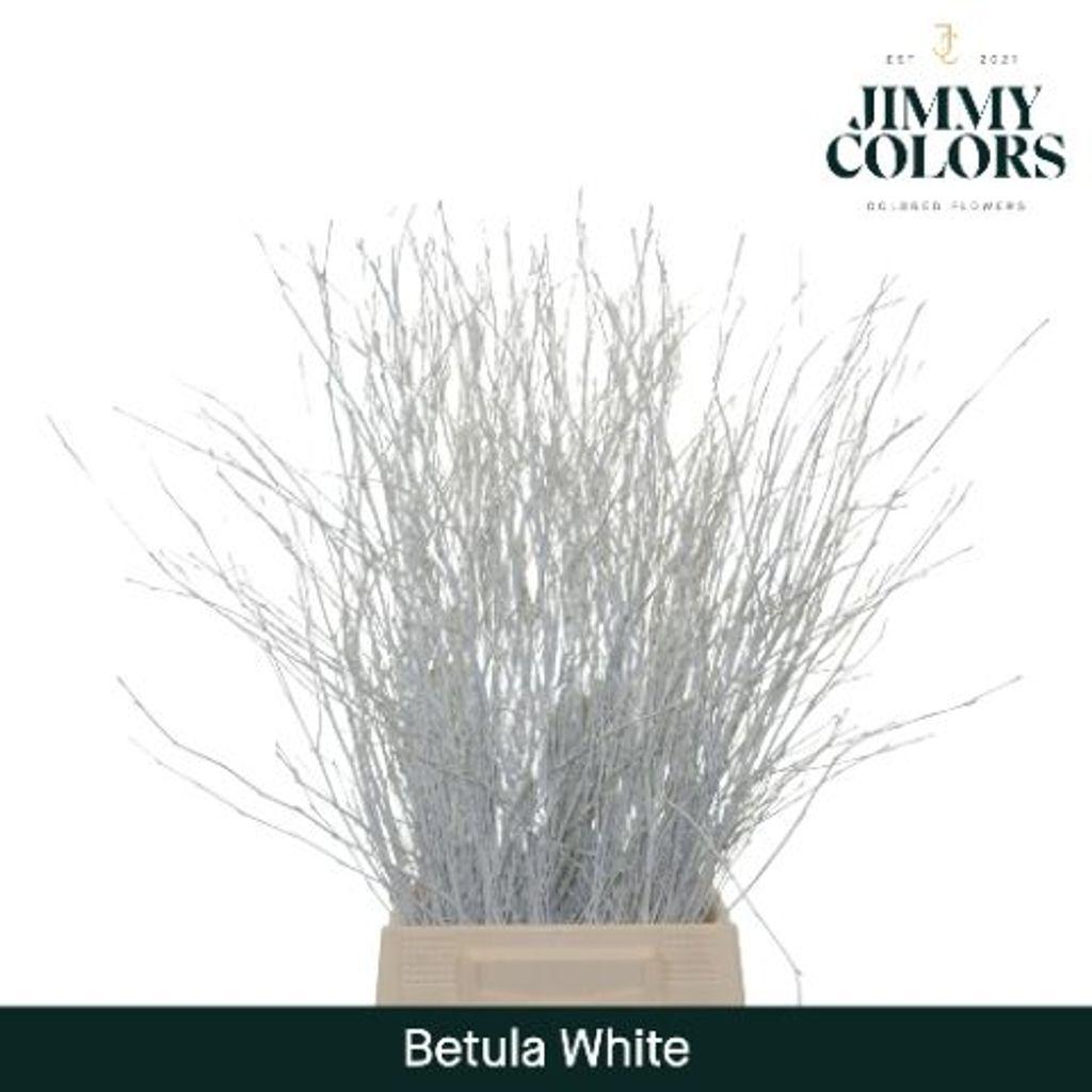 Срезанные цветы оптом Betula paint white от 10шт. из Голландии с доставкой по России