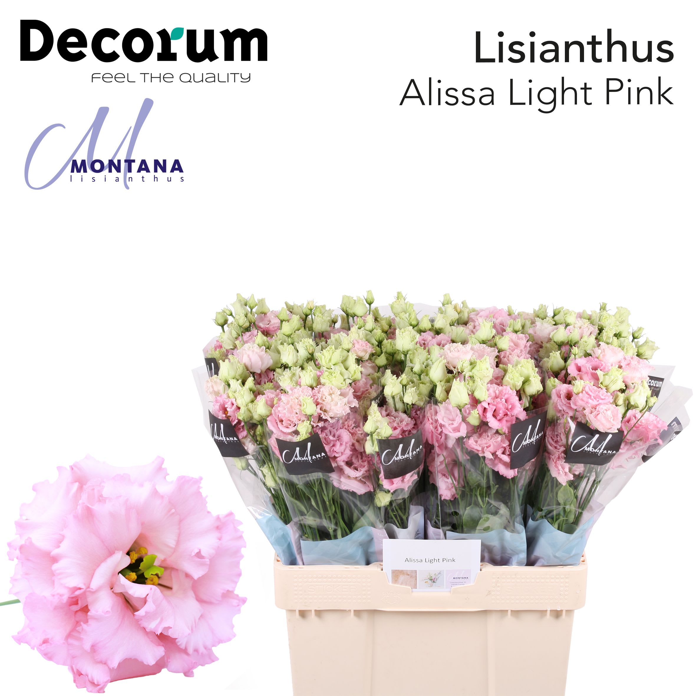 Срезанные цветы оптом Lisianthus do alissa light pink от 50шт. из Голландии с доставкой по России