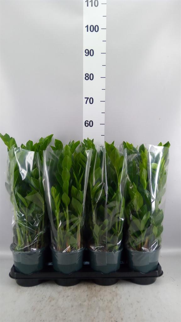 Горшечные цветы и растения оптом Zamioculcas Zamiifolia от 8шт из Голландии с доставкой по России