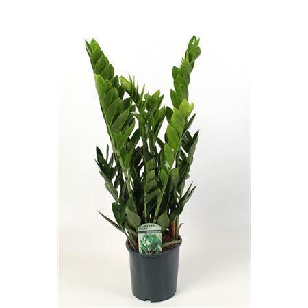 Горшечные цветы и растения оптом Zamioculcas 7+ от 6шт из Голландии с доставкой по России