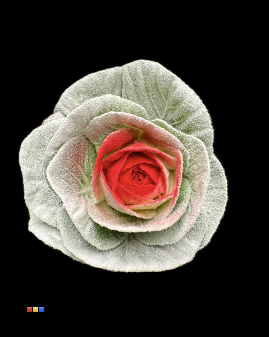 Срезанные цветы оптом Brassica powder white +red eye от 20шт из Голландии с доставкой по России