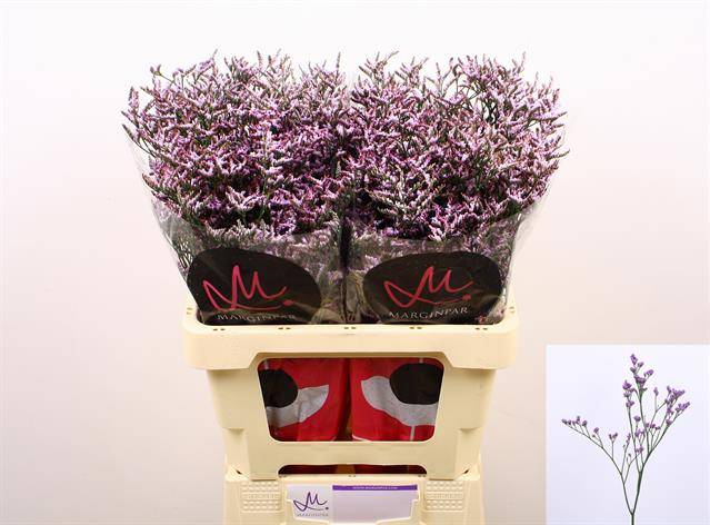 Срезанные цветы оптом Limonium safora lilac от 50шт из Голландии с доставкой по России