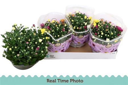 Горшечные цветы и растения оптом Chrysant Carnaval от 3шт из Голландии с доставкой по России
