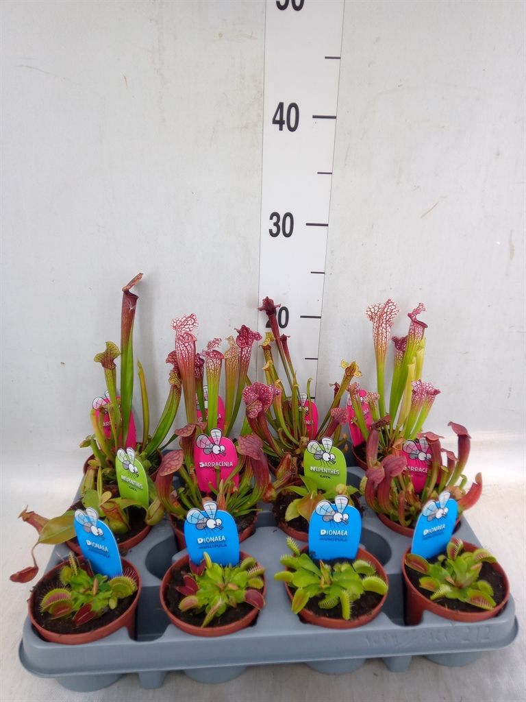 Горшечные цветы и растения оптом Vleesetende Planten от 12шт (для телеги) из Голландии с доставкой по России