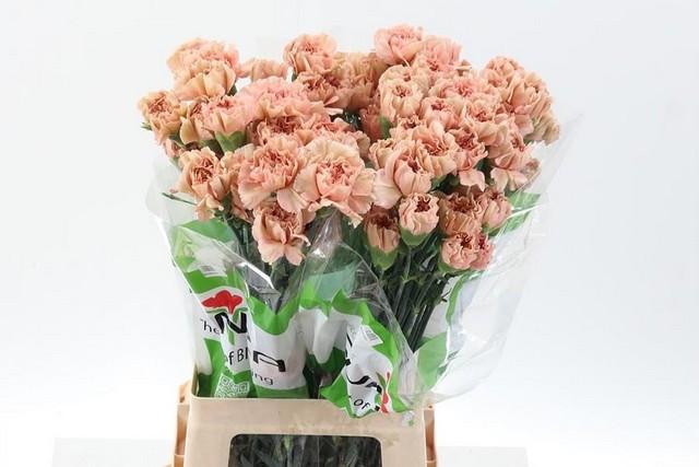 Срезанные цветы оптом Dianthus st caramel от 80шт. из Голландии с доставкой по России