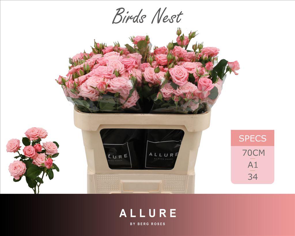 Срезанные цветы оптом Rosa spray birds nest+ от 25шт из Голландии с доставкой по России