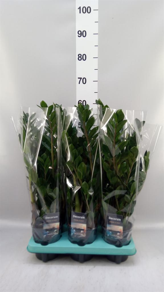 Горшечные цветы и растения оптом Zamioculcas Zamiifolia lima от 6шт из Голландии с доставкой по России