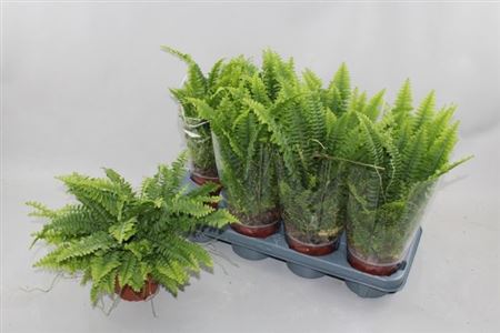 Горшечные цветы и растения оптом Nephr Ex Green Lady от 8шт из Голландии с доставкой по России