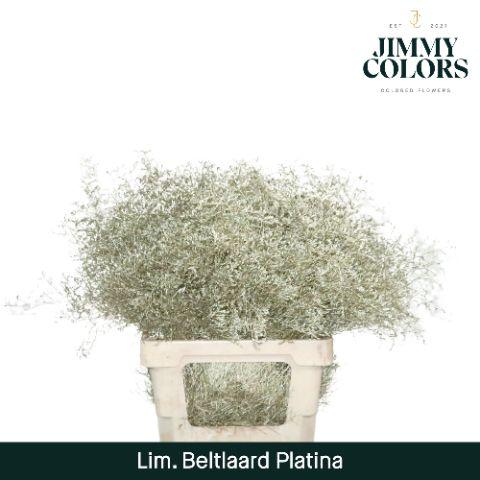 Срезанные цветы оптом Limonium beltlaard paint metallic platina от 50шт из Голландии с доставкой по России